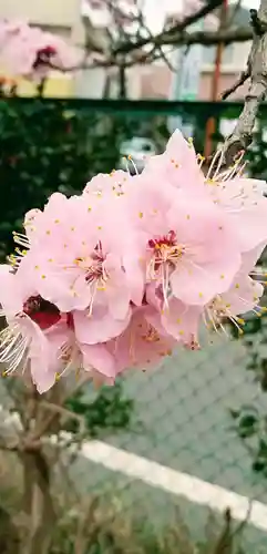 厳嶋神社の自然