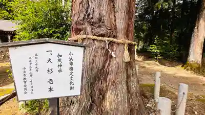 加茂神社(福井県)