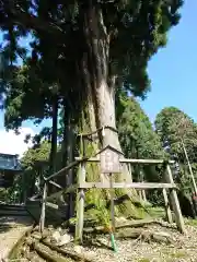 久遠寺の自然