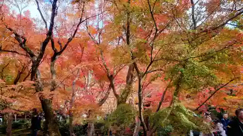 圓光寺(京都府)