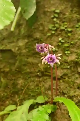 悲願寺(徳島県)