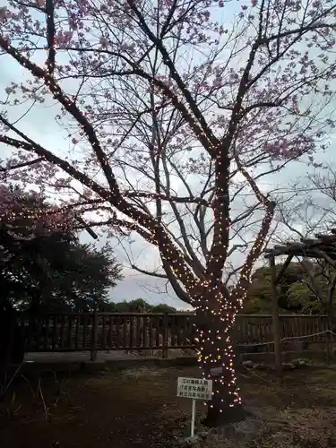 江島神社の自然