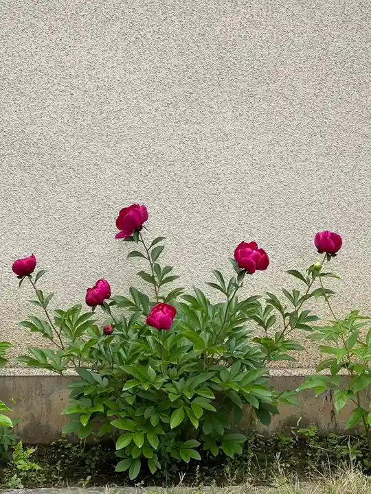 秩父札所十三番 慈眼寺の自然