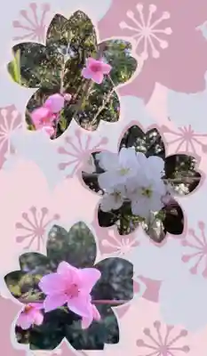 多治速比売神社(大阪府)