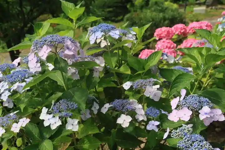 阿久津「田村神社」(郡山市阿久津町)旧社名:伊豆箱根三嶋三社の庭園