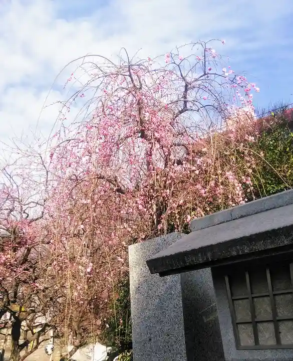 牛天神北野神社の自然