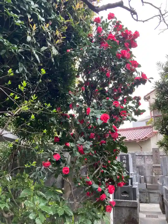 本龍寺(東京都)