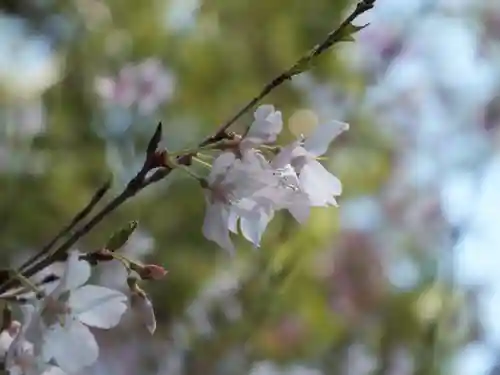 近江神宮の自然