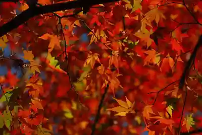 大寧寺(山口県)