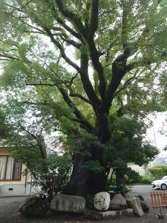 伊河麻神社の自然