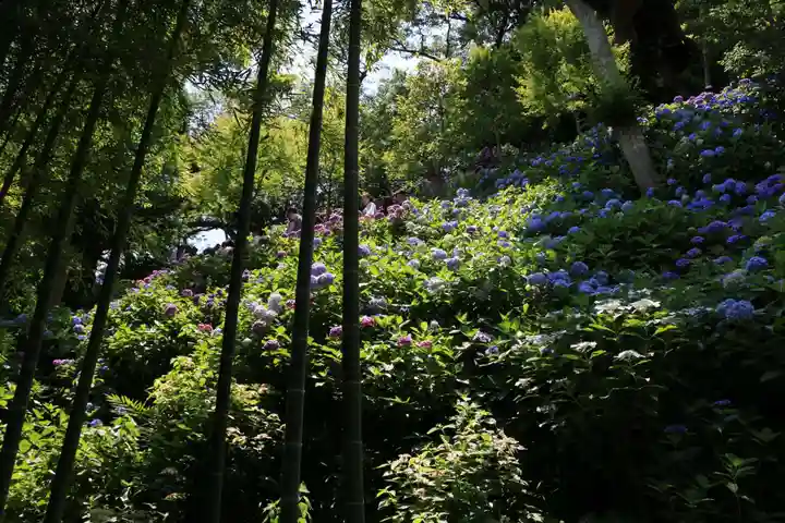 長谷寺(神奈川県)