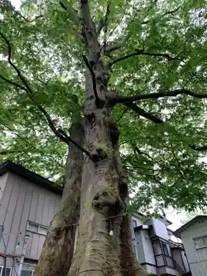 八坂神社の自然