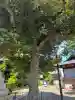 若宮八幡神社の{uncategorized: "未分類", other: "その他", undefined: "問題あり", building: "その他建物", grave: "お墓", sacred_gate: "鳥居", guardian: "狛犬", statue: "像", buddha: "仏像", history: "歴史", nature: "自然", garden: "庭園", animal: "動物", pagoda: "塔", temizu: "手水舎", mountain_gate: "山門・神門", sanctuary: "本殿・本堂", subordinate: "末社・摂社", art: "芸術", scenery: "景色", jizo: "地蔵", ema: "絵馬", goshuin: "御朱印", omikuji: "おみくじ", items: "授与品その他", amulet: "お守り", goshuincho: "御朱印帳", eats: "食事", festival: "お祭り", votive_dance: "神楽", shichigosan: "七五三参", wedding: "結婚式", experience: "体験その他", initially: "初詣", around: "周辺", anti_infection: "感染症対策"}