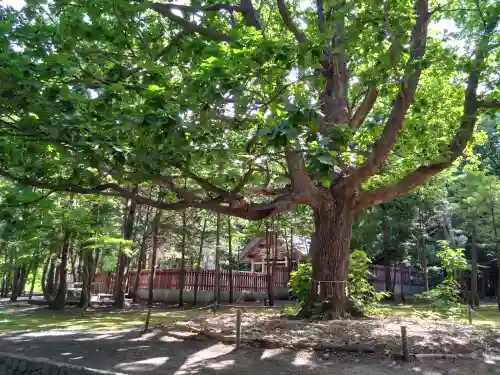 北海道神宮の自然