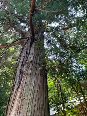 賀茂神社(群馬県)