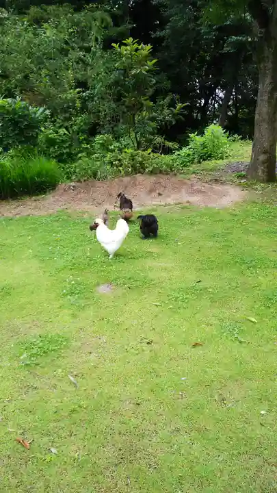 高屋敷稲荷神社の動物
