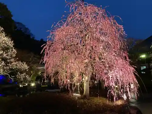 長谷寺の{uncategorized: "未分類", other: "その他", undefined: "問題あり", building: "その他建物", grave: "お墓", sacred_gate: "鳥居", guardian: "狛犬", statue: "像", buddha: "仏像", history: "歴史", nature: "自然", garden: "庭園", animal: "動物", pagoda: "塔", temizu: "手水舎", mountain_gate: "山門・神門", sanctuary: "本殿・本堂", subordinate: "末社・摂社", art: "芸術", scenery: "景色", jizo: "地蔵", ema: "絵馬", goshuin: "御朱印", omikuji: "おみくじ", items: "授与品その他", amulet: "お守り", goshuincho: "御朱印帳", eats: "食事", festival: "お祭り", votive_dance: "神楽", shichigosan: "七五三参", wedding: "結婚式", experience: "体験その他", initially: "初詣", around: "周辺", anti_infection: "感染症対策"}