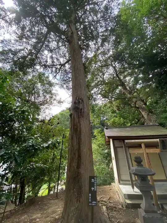 熊野神社(杉田・中原)の自然
