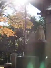 岩内神社の狛犬