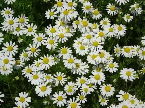 立志神社(滋賀県)