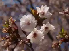 石上寺の自然