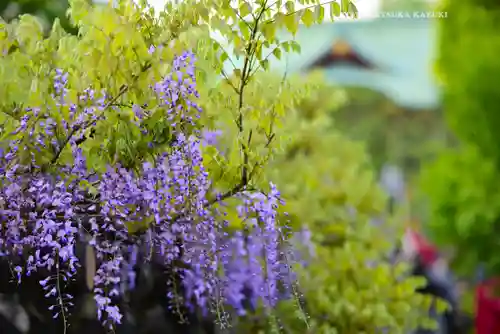 亀戸天神社の自然
