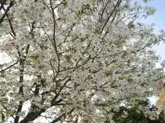 大平八幡宮の自然