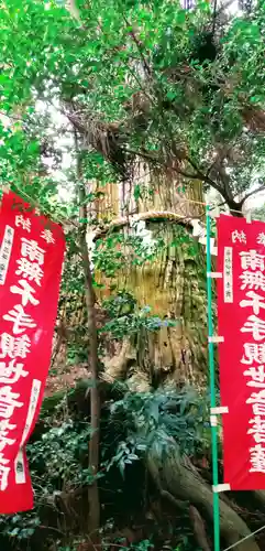 塩船観音寺の自然