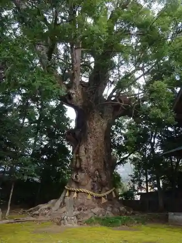 川津来宮神社の自然