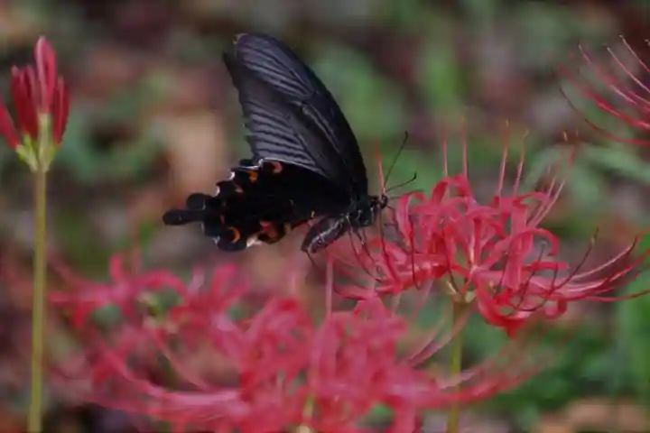 開成山大神宮の庭園