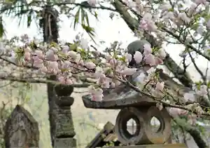 赤堂観音の自然(2020年04月04日(土) 08時24分47秒投稿)