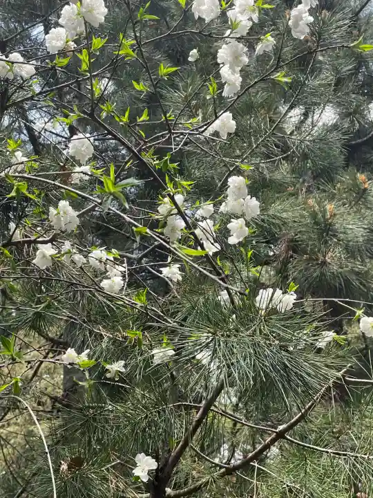 ときわ台天祖神社(東京都)