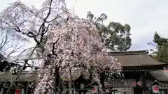 平野神社の自然