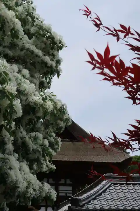 沙沙貴神社の自然