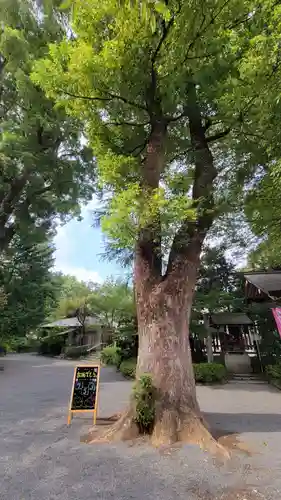 阿佐ヶ谷神明宮の自然