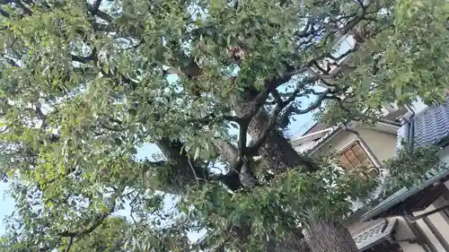 晴明神社(京都府)