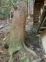 尾出山神社の自然