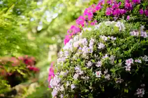 長谷寺(長野県)(2024年04月28日(日) 07時25分46秒投稿)