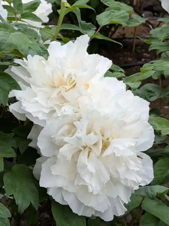 東長谷寺 薬王院(東京都)