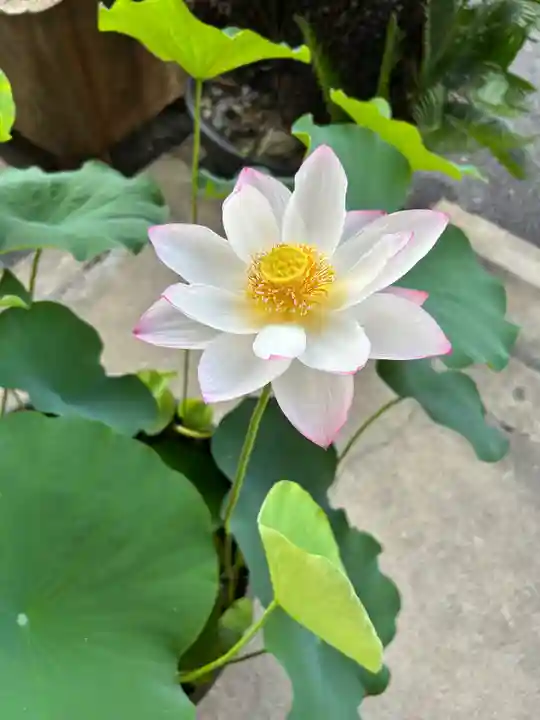 安用寺(愛知県)