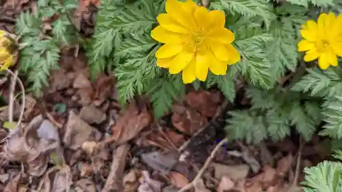 玉野御嶽神社の自然