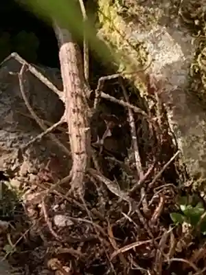 流谷八幡神社(大阪府)