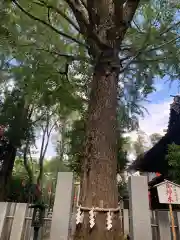 田無神社の自然