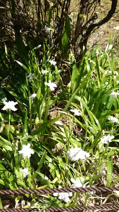 園城寺(三井寺)の自然