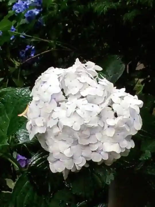 乃木神社(東京都)