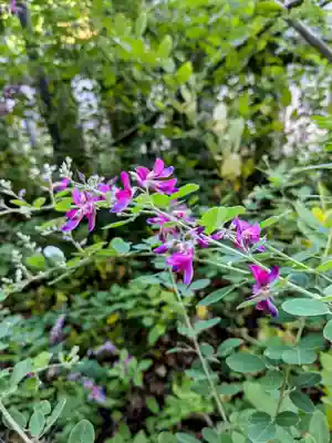 小樽稲荷神社(北海道)