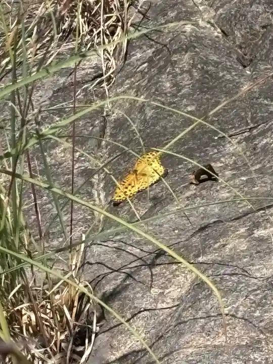 龍王社(香川県)