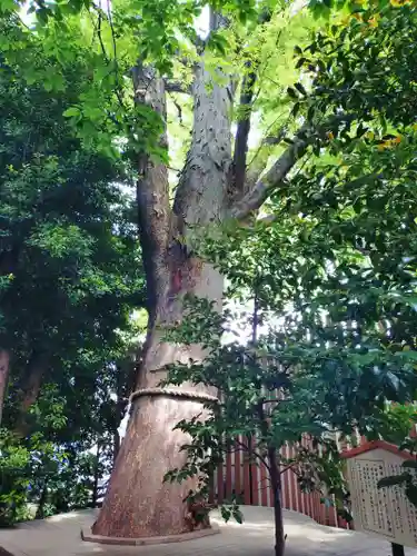 鎮守氷川神社(埼玉県)