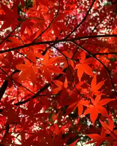滑川神社 - 仕事と子どもの守り神の自然(2023年11月26日(日) 14時50分22秒投稿)