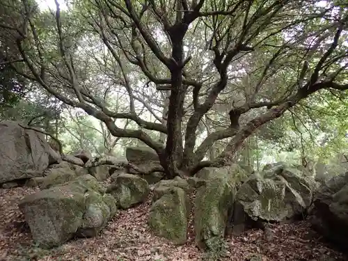 國分八幡宮の自然